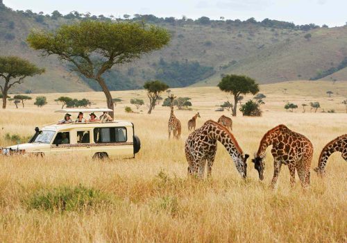 safari-truck-giraffes-micato-safaris-SAFARIGUIDETIPS0721-2549bb165aa34dc193cb8b6f3958654b